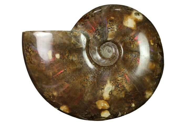 Flashy Red Iridescent Ammonite #155151
